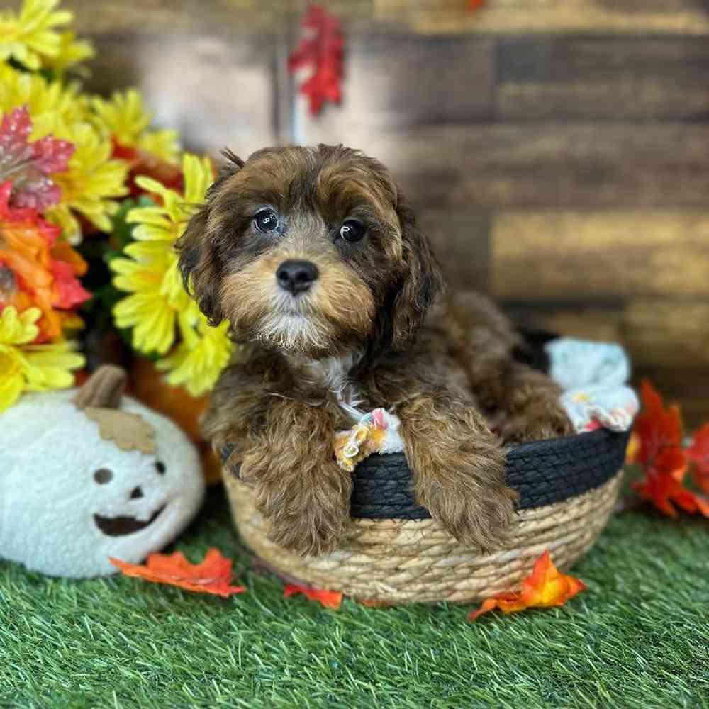 Male Lhasa-Poo Puppy for Sale in Saugus, MA