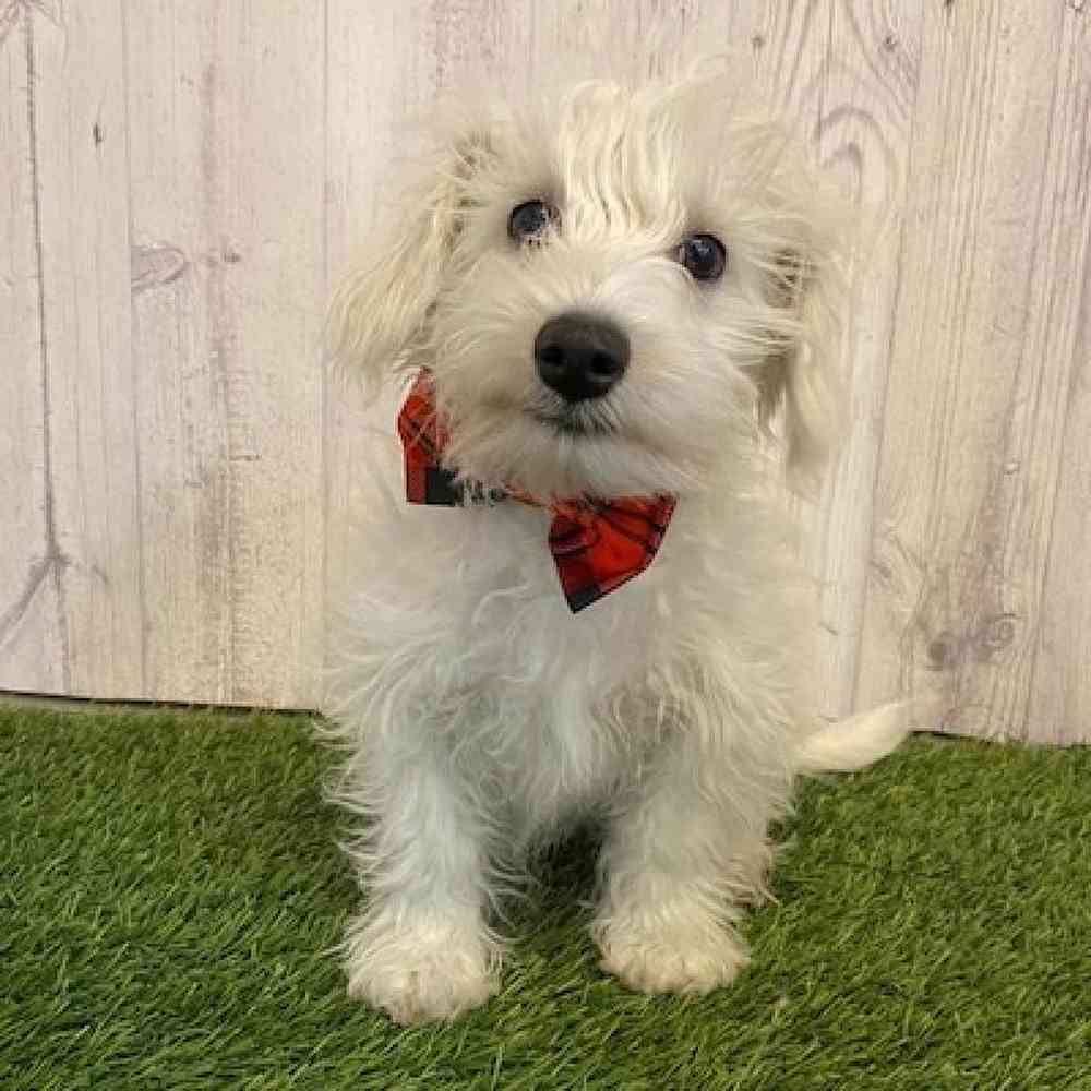 Male Chonzer (Bichon/Min Schnauzer) Puppy for Sale in Saugus, MA