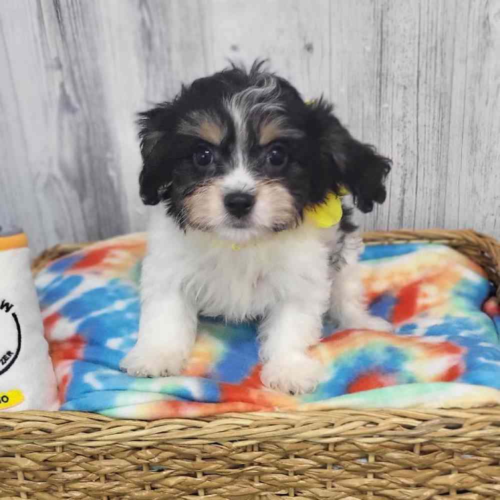 Female Cavachon Puppy for Sale in Saugus, MA