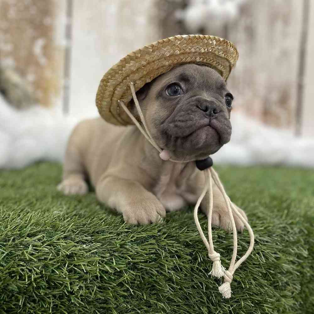 Male French Bulldog Puppy for Sale in Braintree, MA