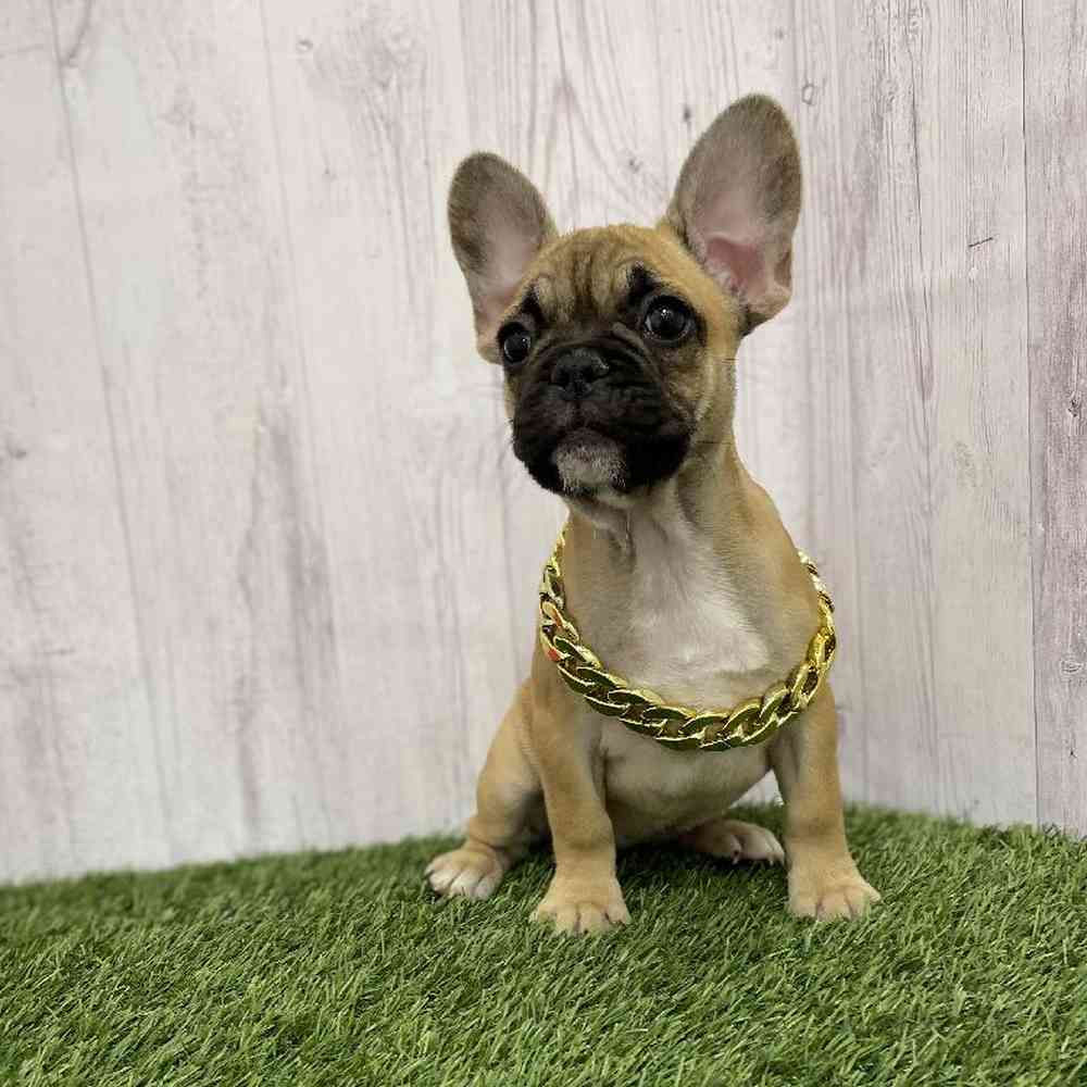 Female French Bulldog Puppy for Sale in Braintree, MA