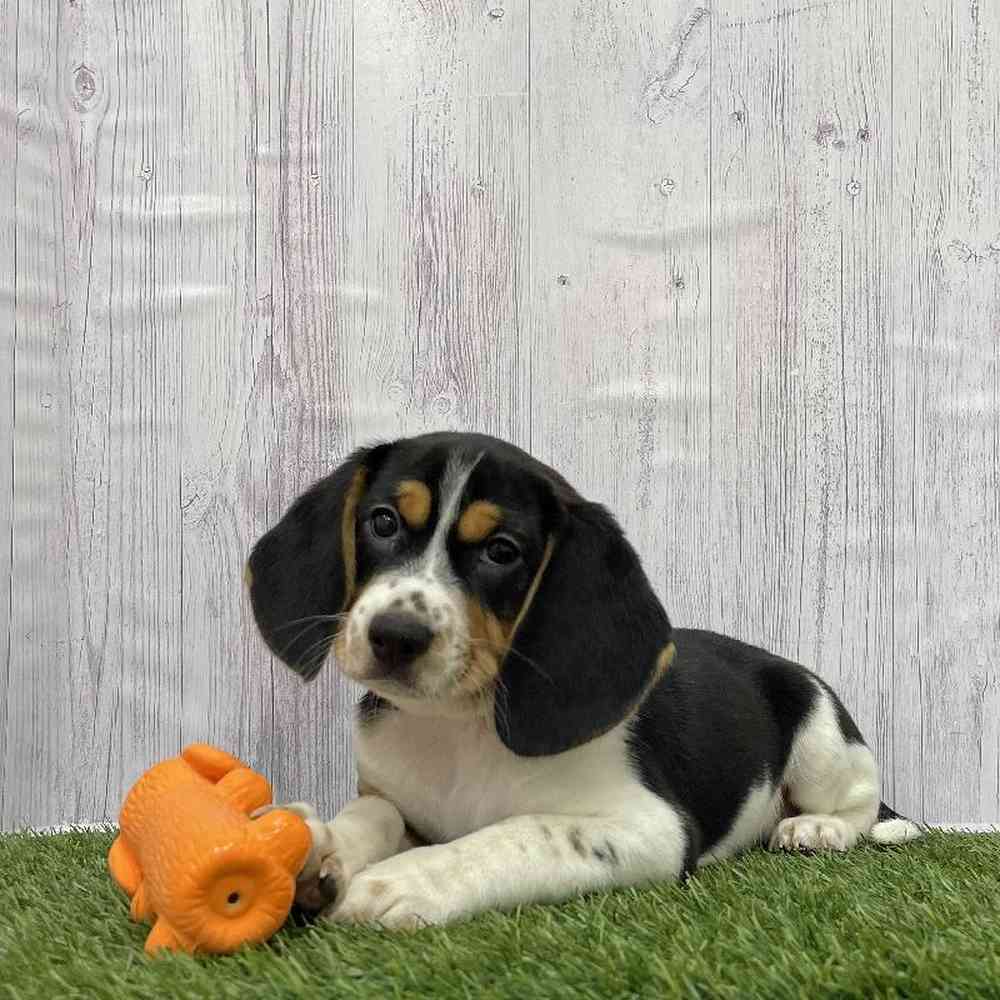Female Beagle Puppy for Sale in Braintree, MA