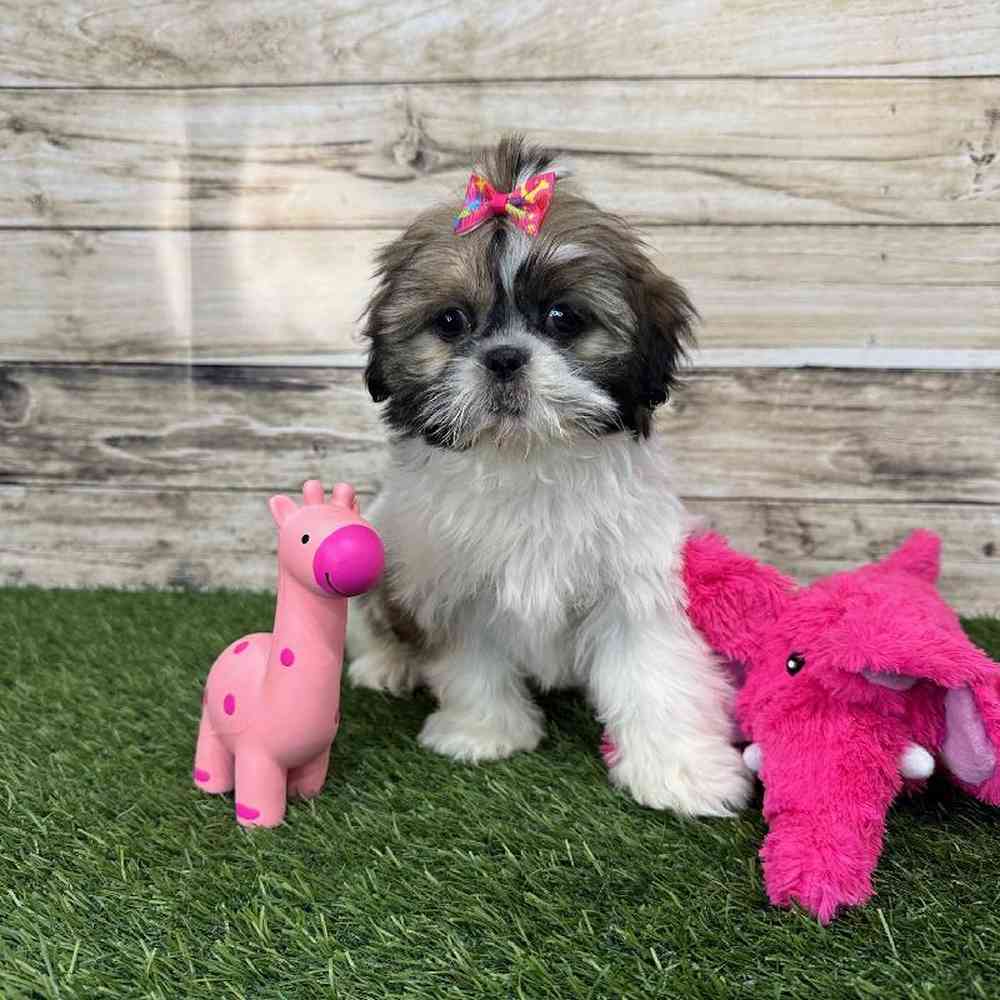 Female Shih Tzu Puppy for Sale in Saugus, MA