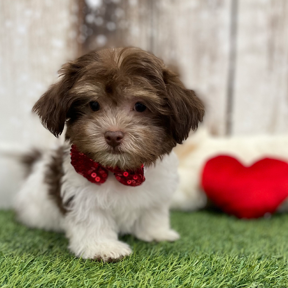 Male Havanese Puppy for Sale in Braintree, MA