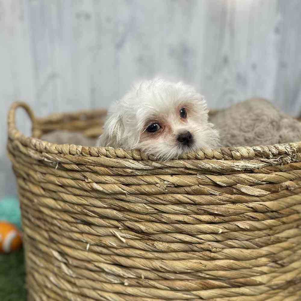Male Malshi Puppy for sale