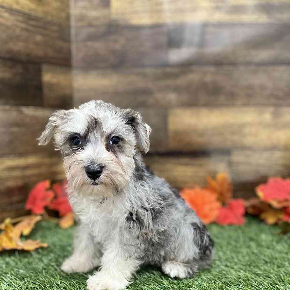 Male Miniature Schnauzer Puppy for Sale in Braintree, MA