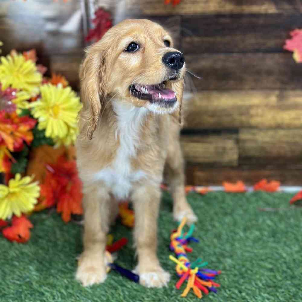 Female Golden Cocker Retriever Puppy for Sale in Saugus, MA