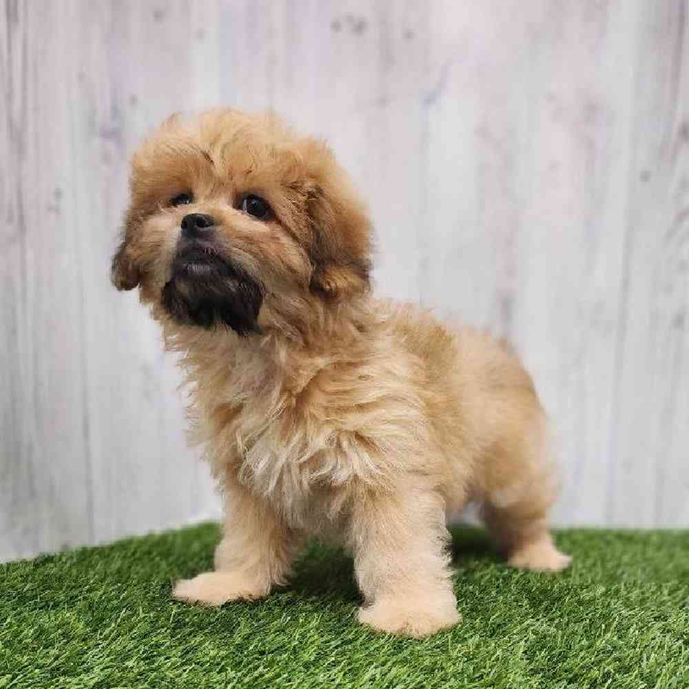 Male Peke A Poo Puppy for Sale in Braintree, MA