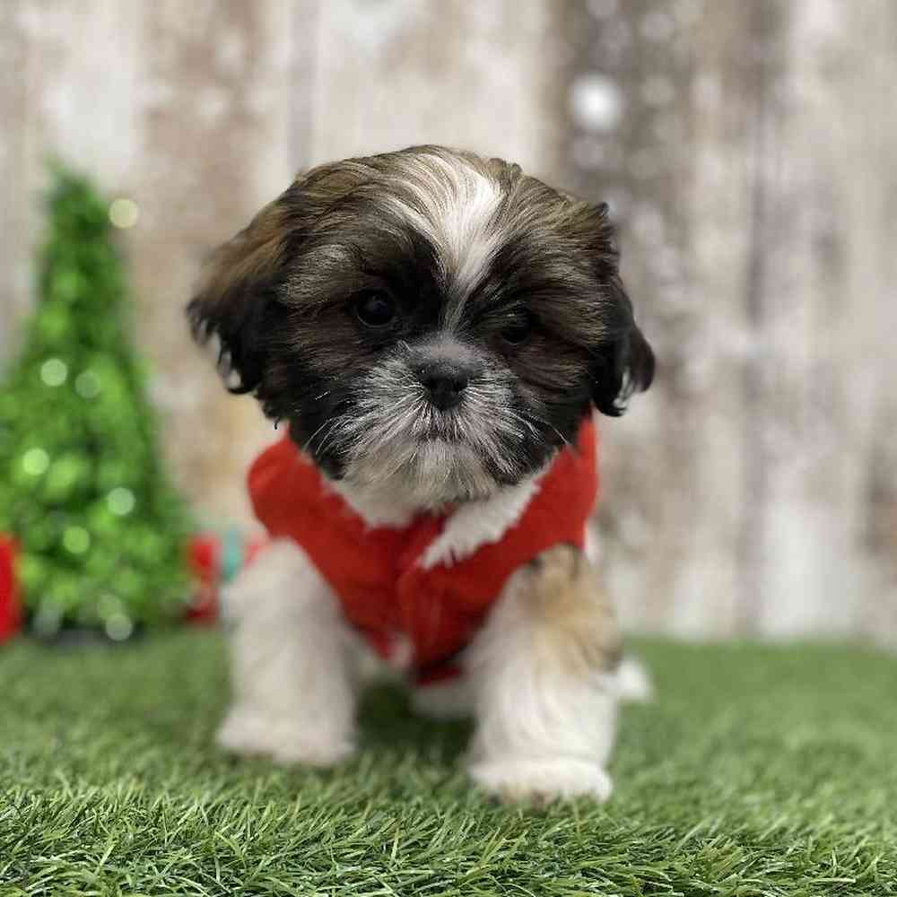 Male Shih Tzu Puppy for Sale in Braintree, MA