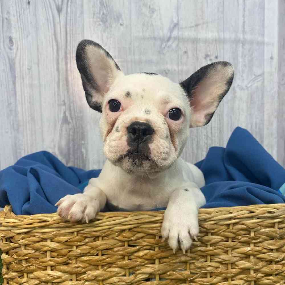 Male French Bulldog Puppy for Sale in Saugus, MA