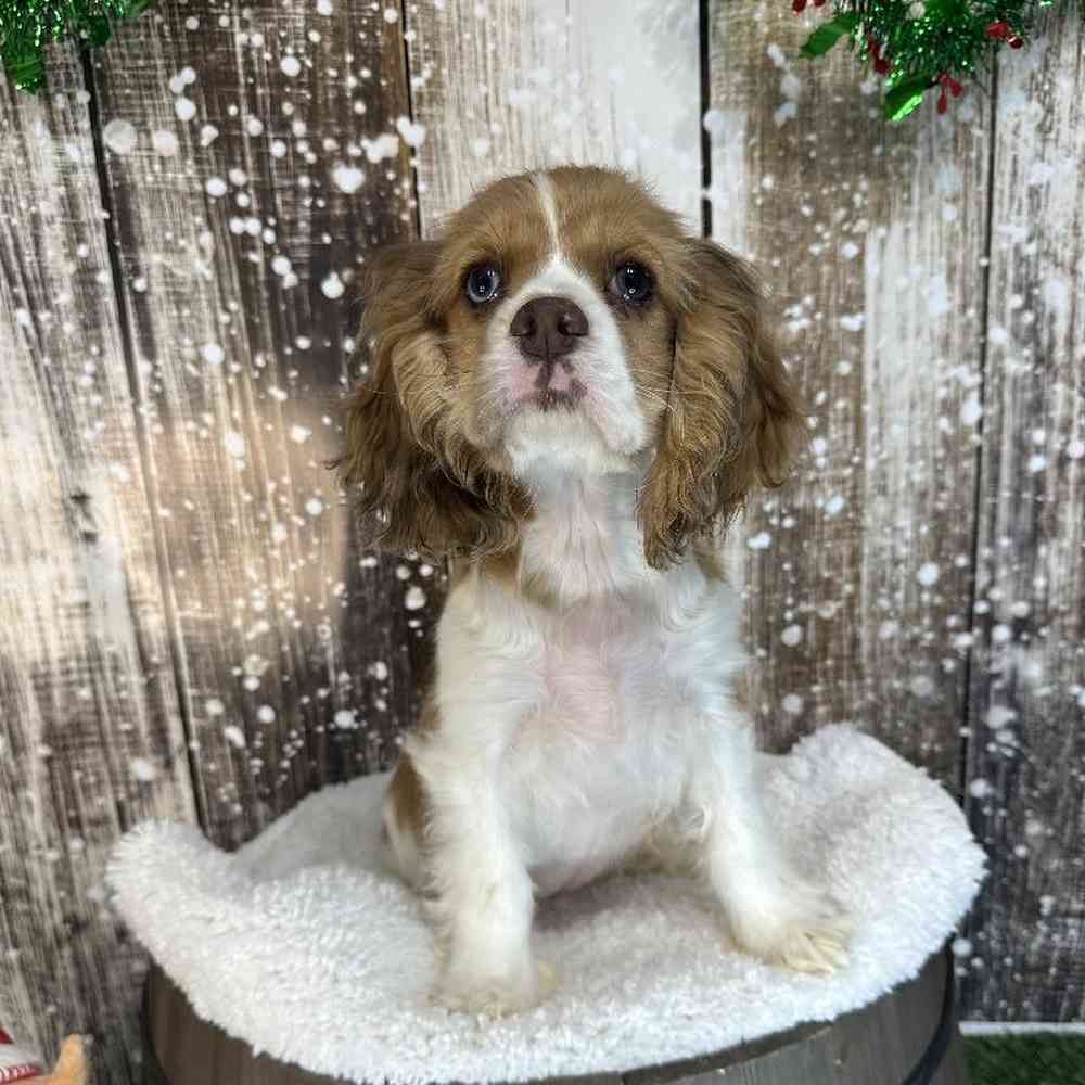 Female Cocker Spaniel Puppy for Sale in Braintree, MA