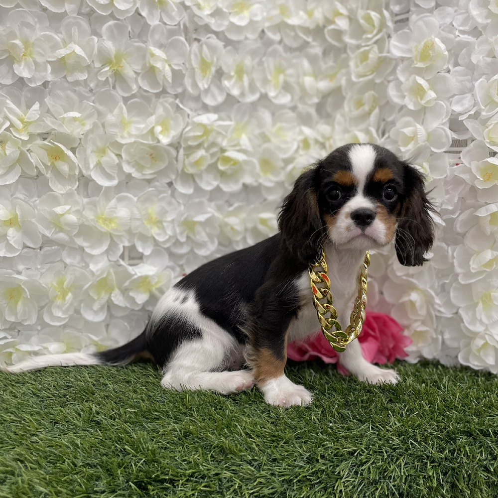 Male Cavalier King Charles Spaniel Puppy for Sale in Braintree, MA
