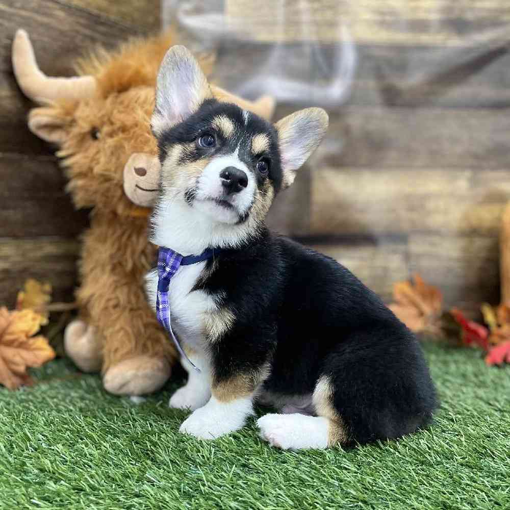 Male Pembroke Welsh Corgi Puppy for Sale in Braintree, MA
