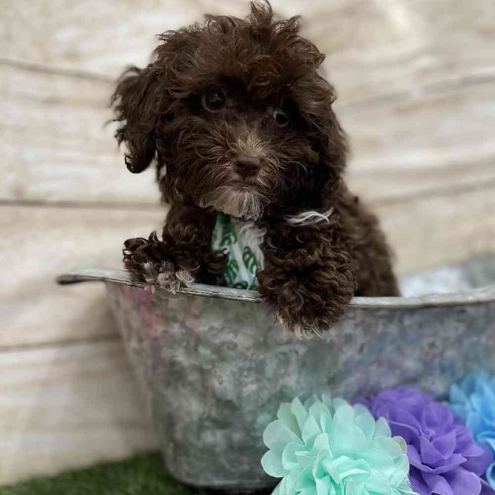 Male Cockapoo 2nd Gen Puppy for Sale in Braintree, MA
