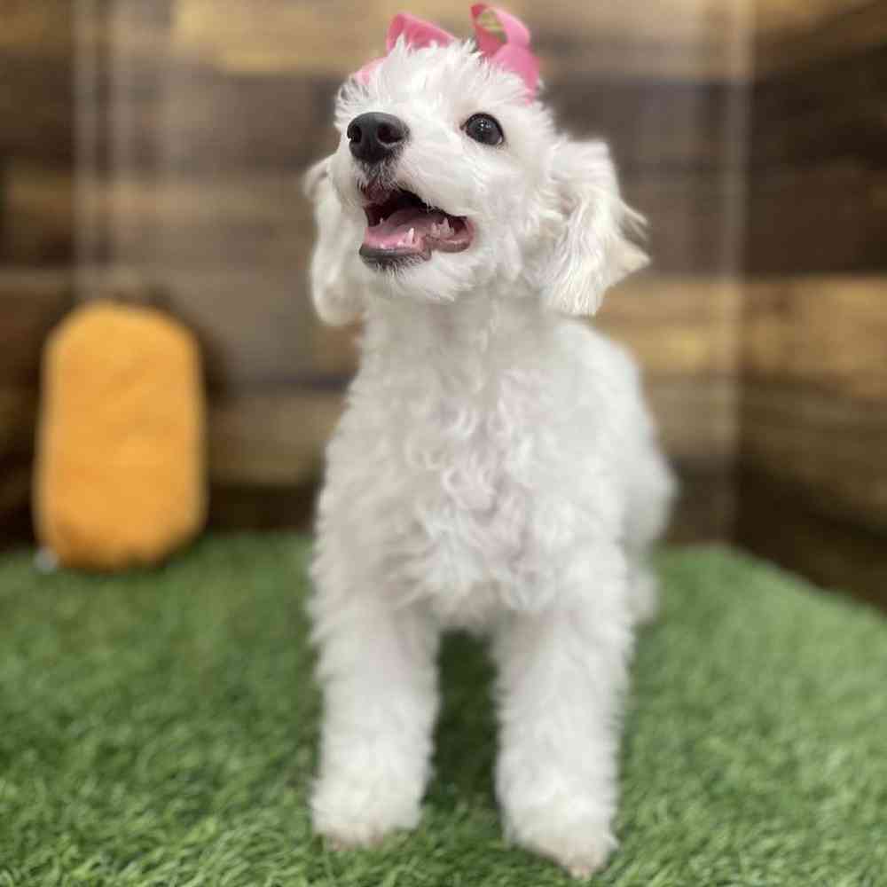 Female Poodle Toy Puppy for Sale in Braintree, MA