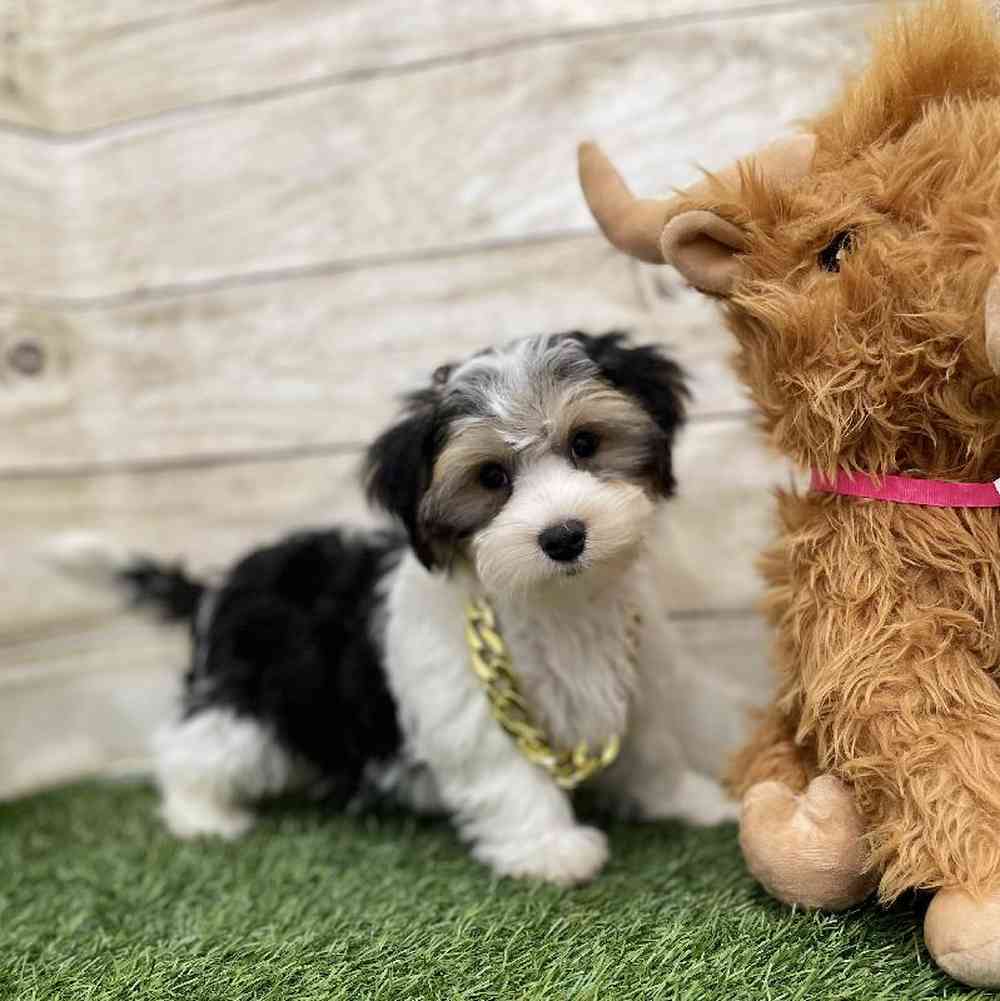 Male Morkie Puppy for Sale in Braintree, MA