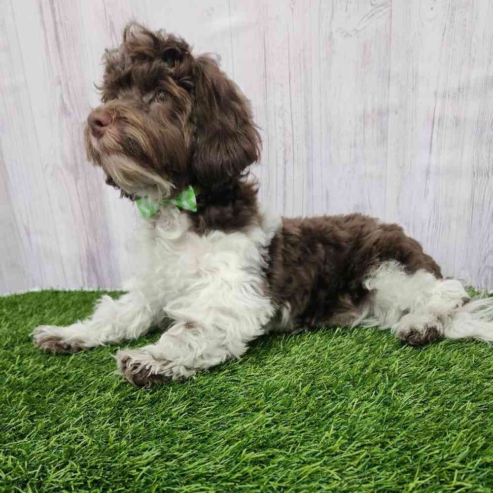 Male Havanese Puppy for Sale in Braintree, MA