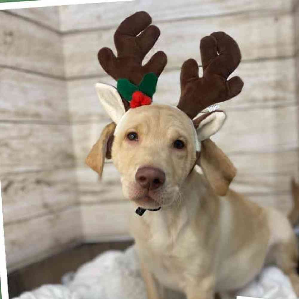 Male Labrador Retriever Puppy for Sale in Saugus, MA