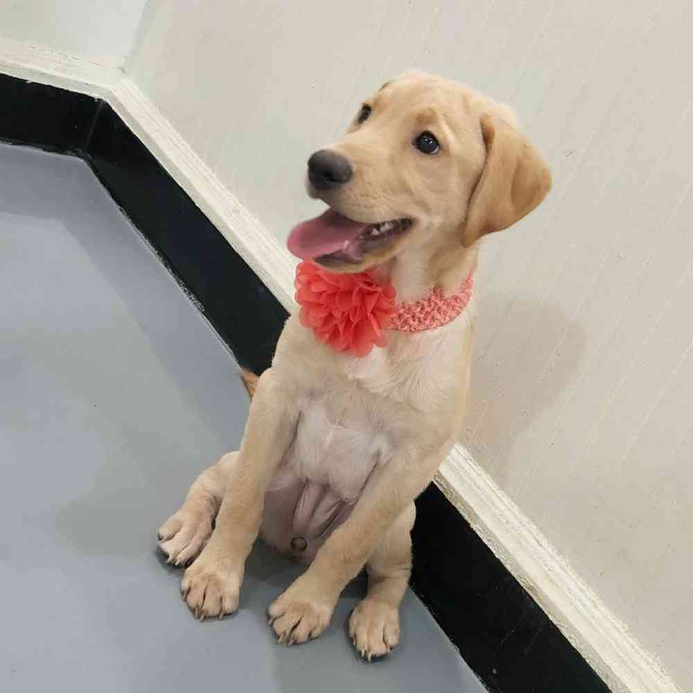 Female Labrador Retriever Puppy for sale