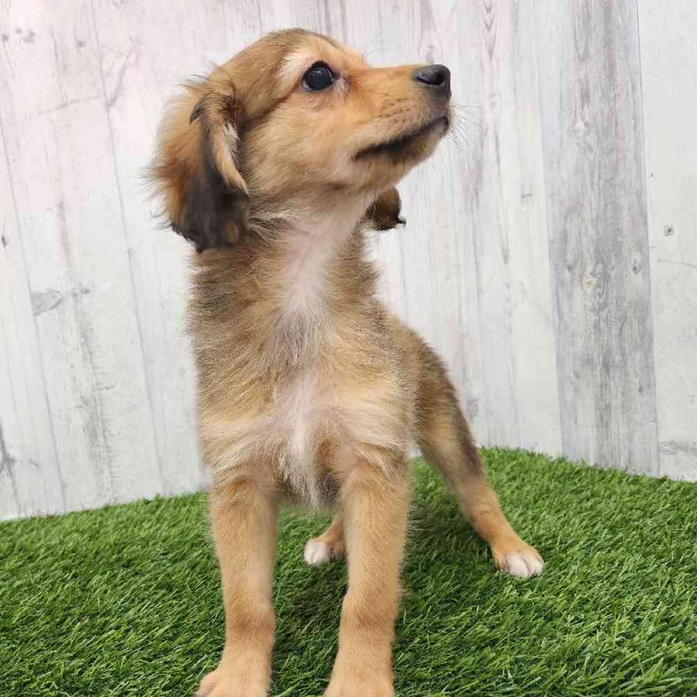 Female Mini Aussiedoodle Puppy for Sale in Braintree, MA