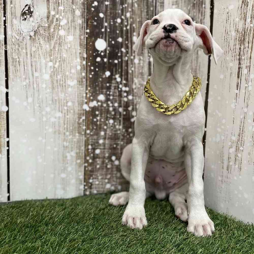 Male Boxer Puppy for Sale in Braintree, MA