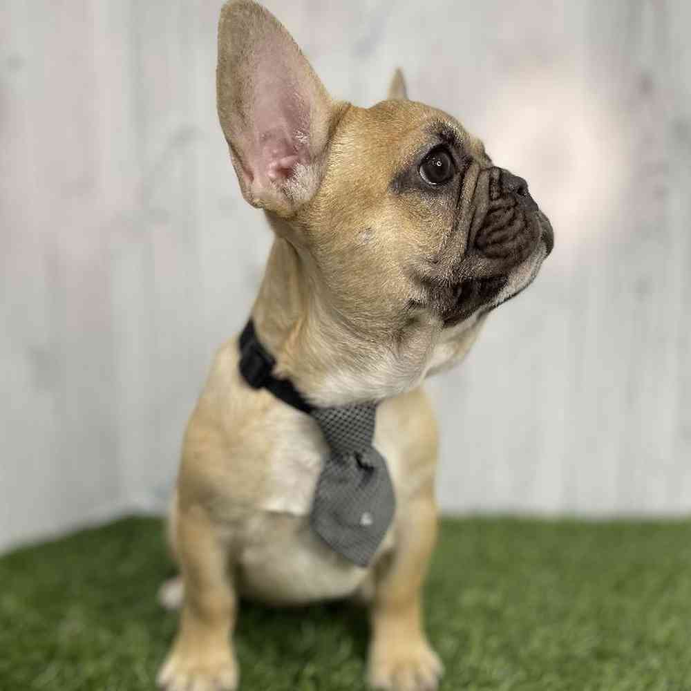 Male French Bulldog Puppy for sale