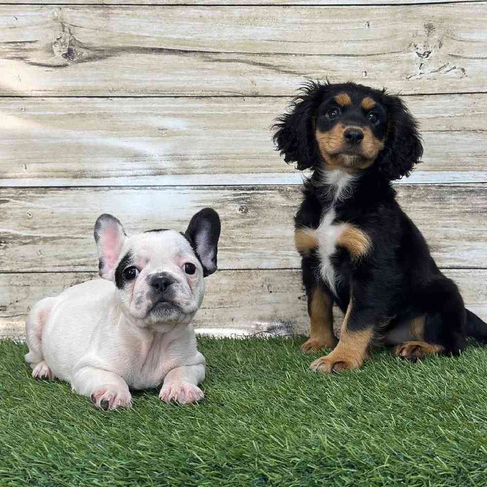 Male French Bulldog Puppy for Sale in Saugus, MA
