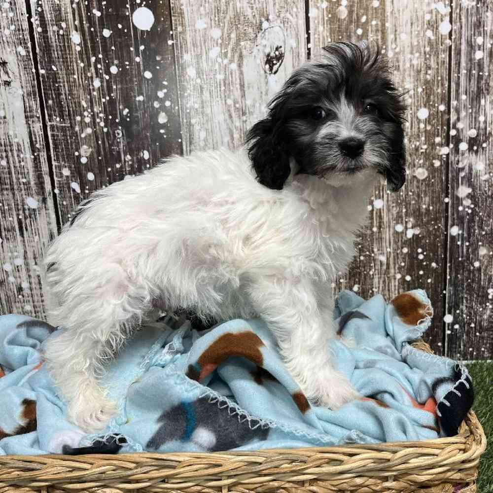 Male Coton Poodle Puppy for Sale in Saugus, MA