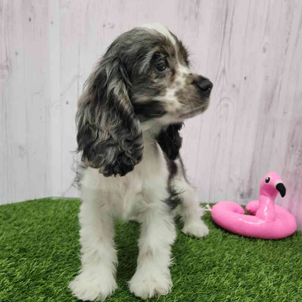 Female Cocker Spaniel Puppy for Sale in Braintree, MA