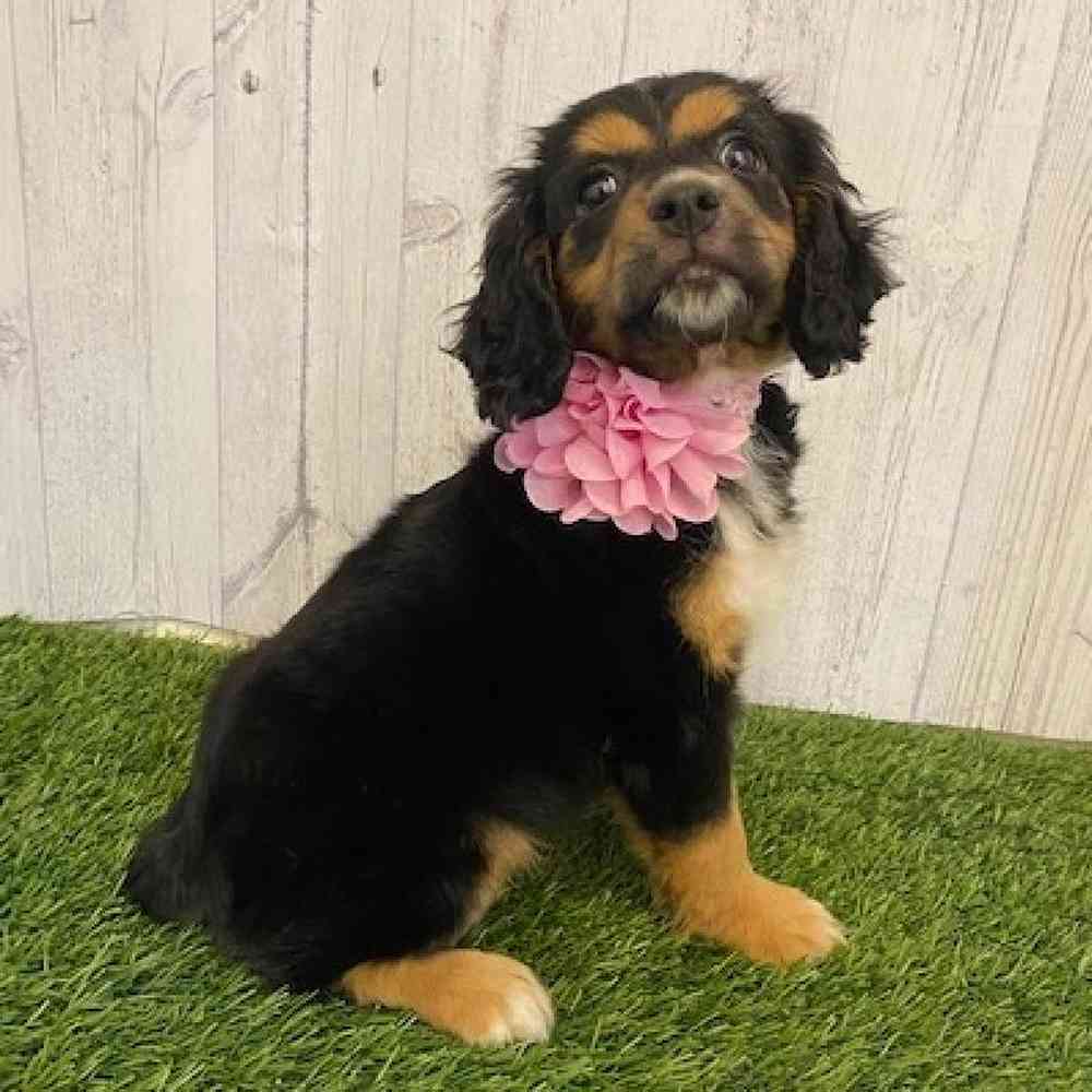 Female Cotralian (Mini Aussie/Cocker Spaniel) Puppy for sale