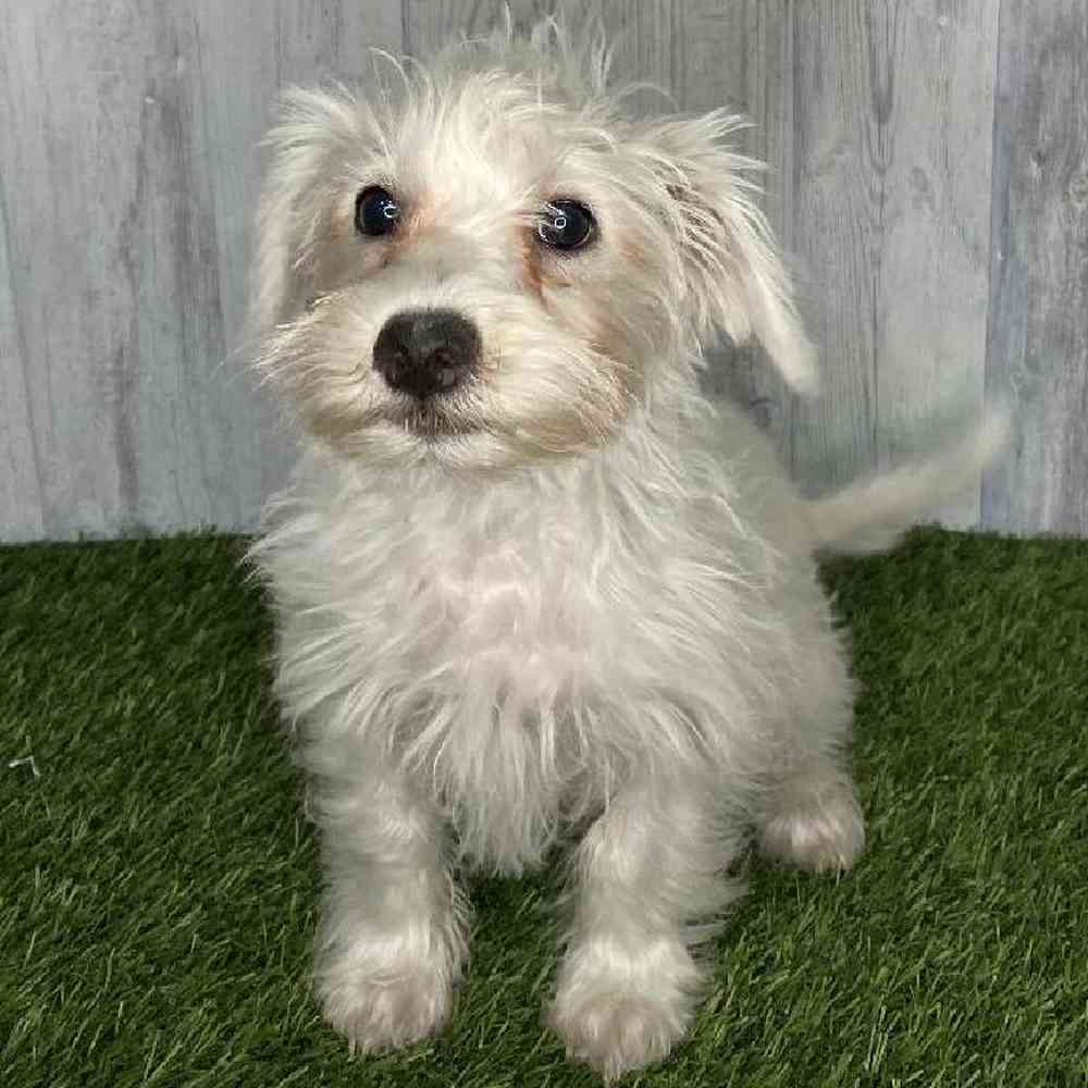 Female Chonzer (Bichon/Min Schnauzer) Puppy for sale