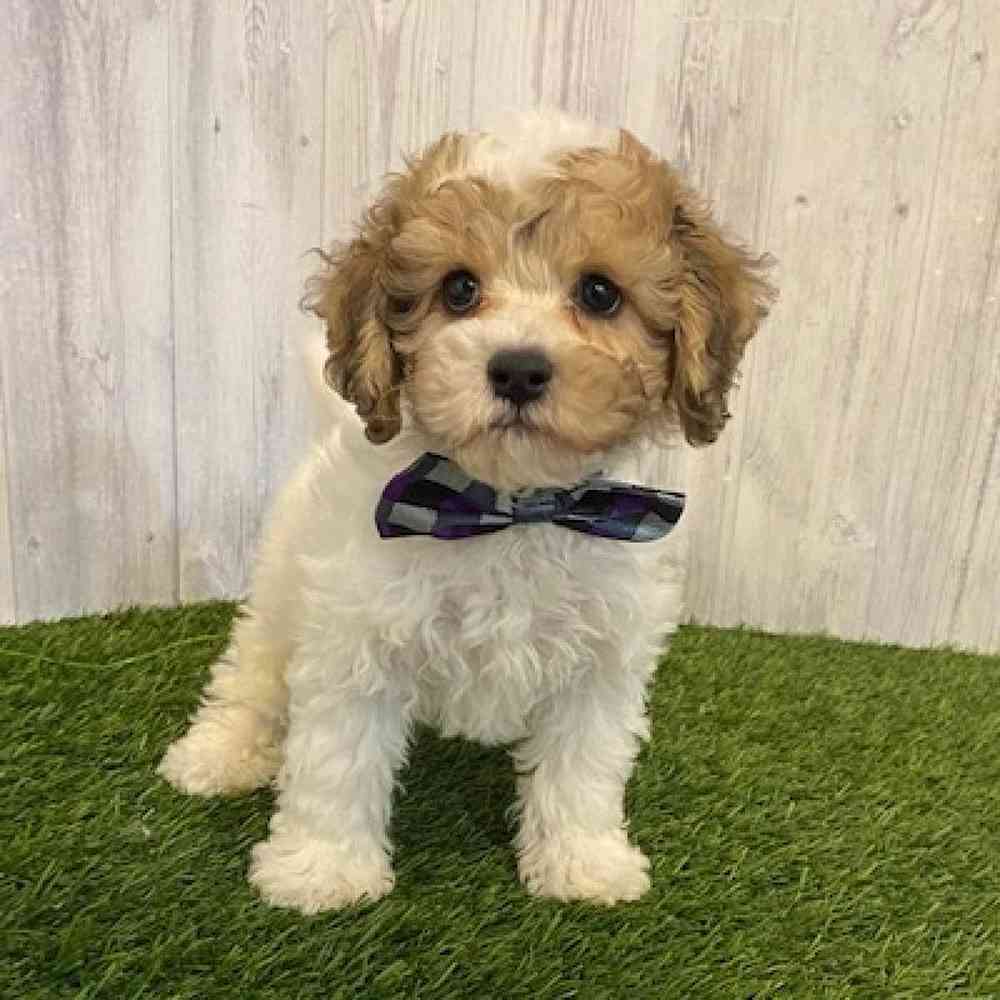 Male Cockapoo-Chon Puppy for sale