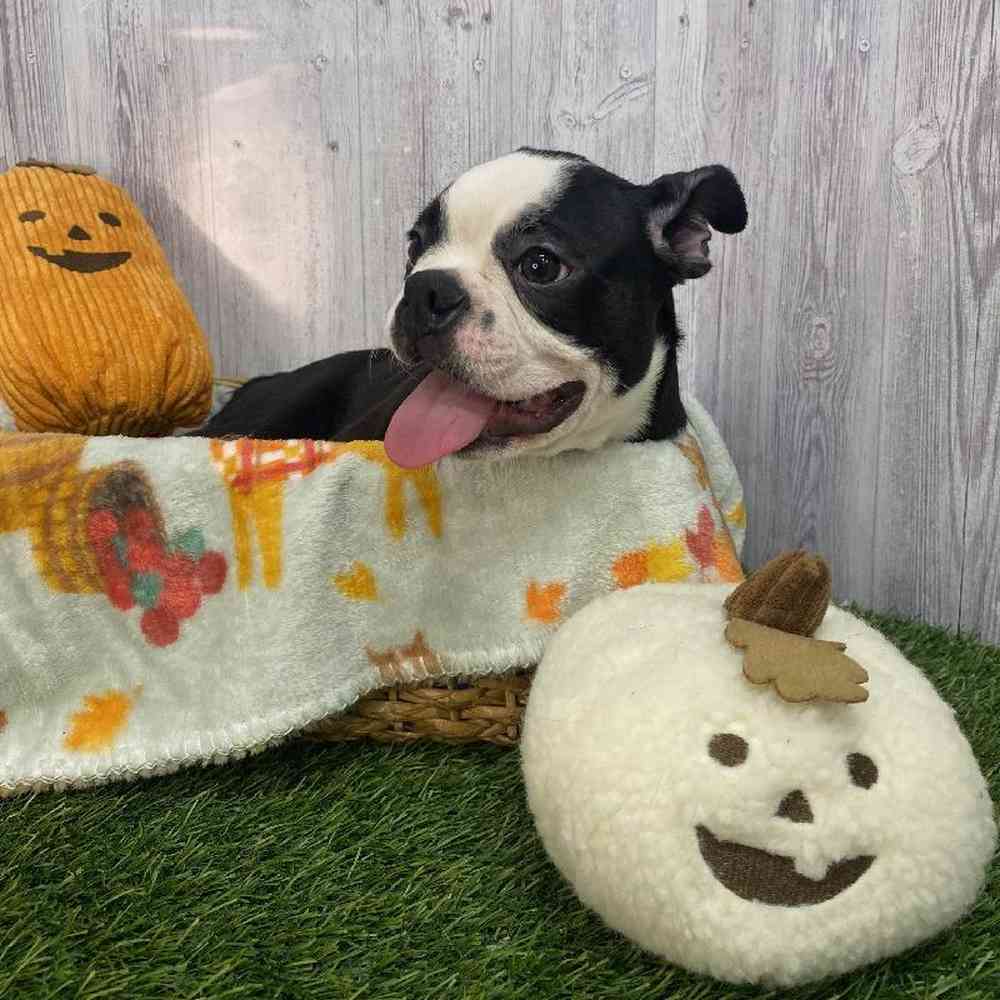 Male Boston Terrier Puppy for Sale in Saugus, MA