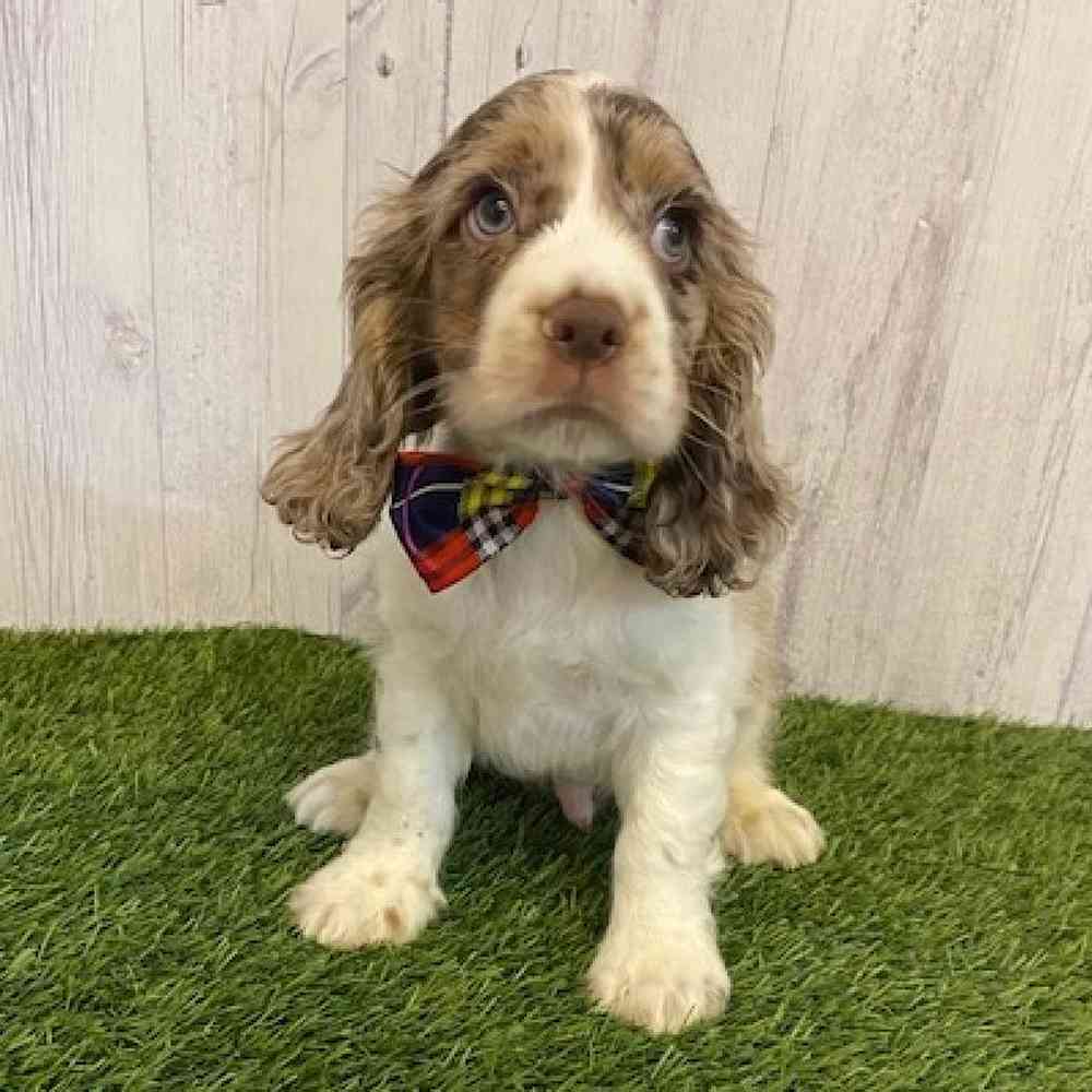 Male Cocker Spaniel Puppy for sale