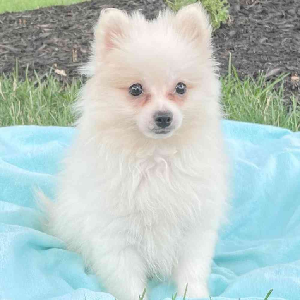 pomeranian-winslet-4841600498566254.jpg