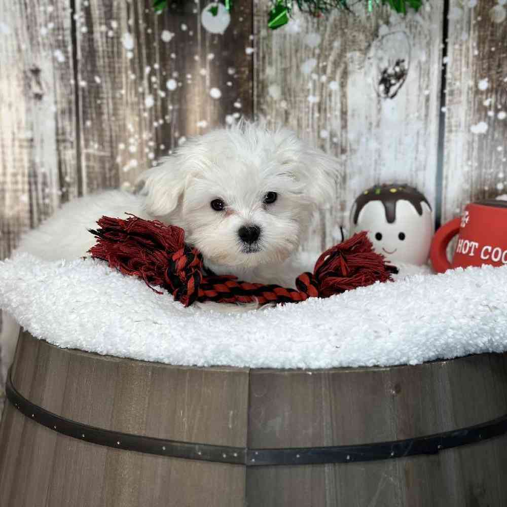 Male Maltese Puppy for Sale in Saugus, MA