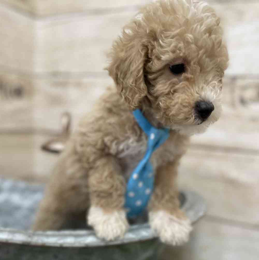 Male Poodle (MINI) Puppy for Sale in Braintree, MA