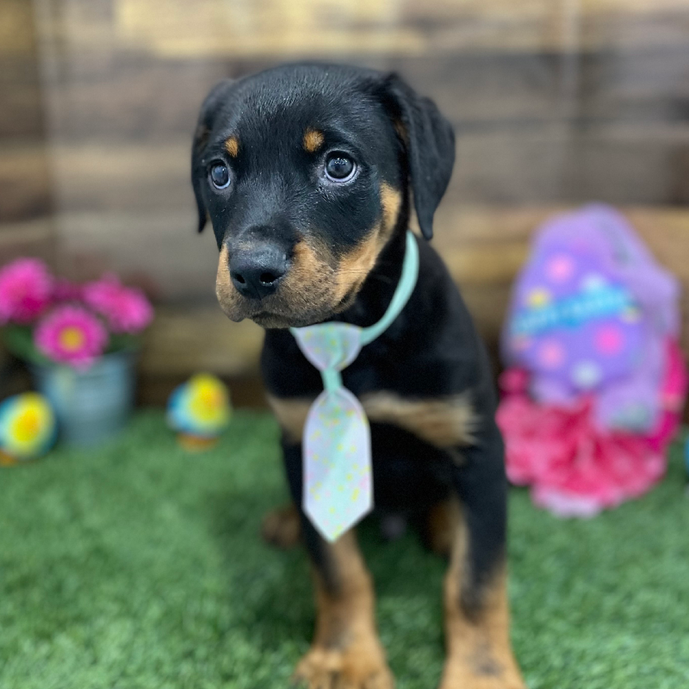 Male Rottweiler Puppy for Sale in Braintree, MA