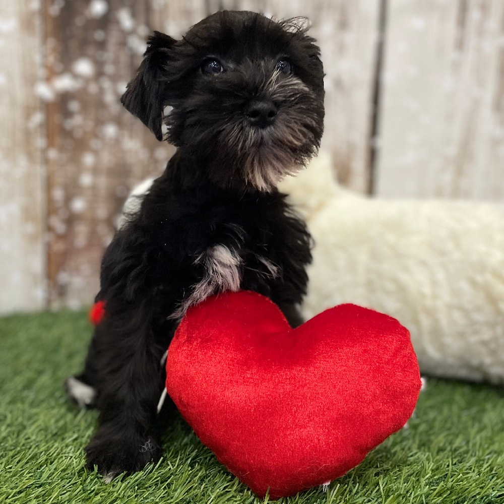 Female Miniature Schnauzer Puppy for Sale in Braintree, MA