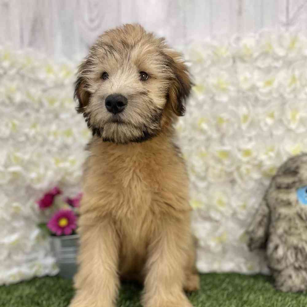 Male Soft Coated Wheaten Terrier Puppy for Sale in Braintree, MA