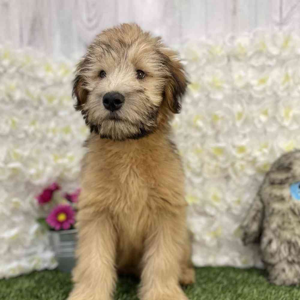 Male Soft Coated Wheaten Terrier Puppy for Sale in Braintree, MA