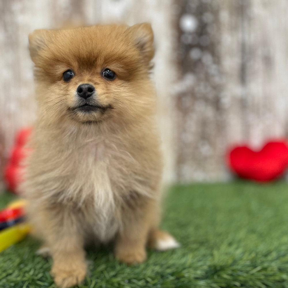 Female Pomeranian Puppy for Sale in Braintree, MA