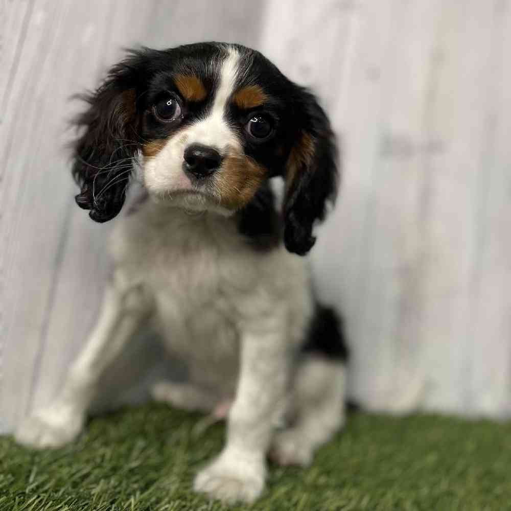 Male Cavalier King Charles Spaniel Puppy for sale