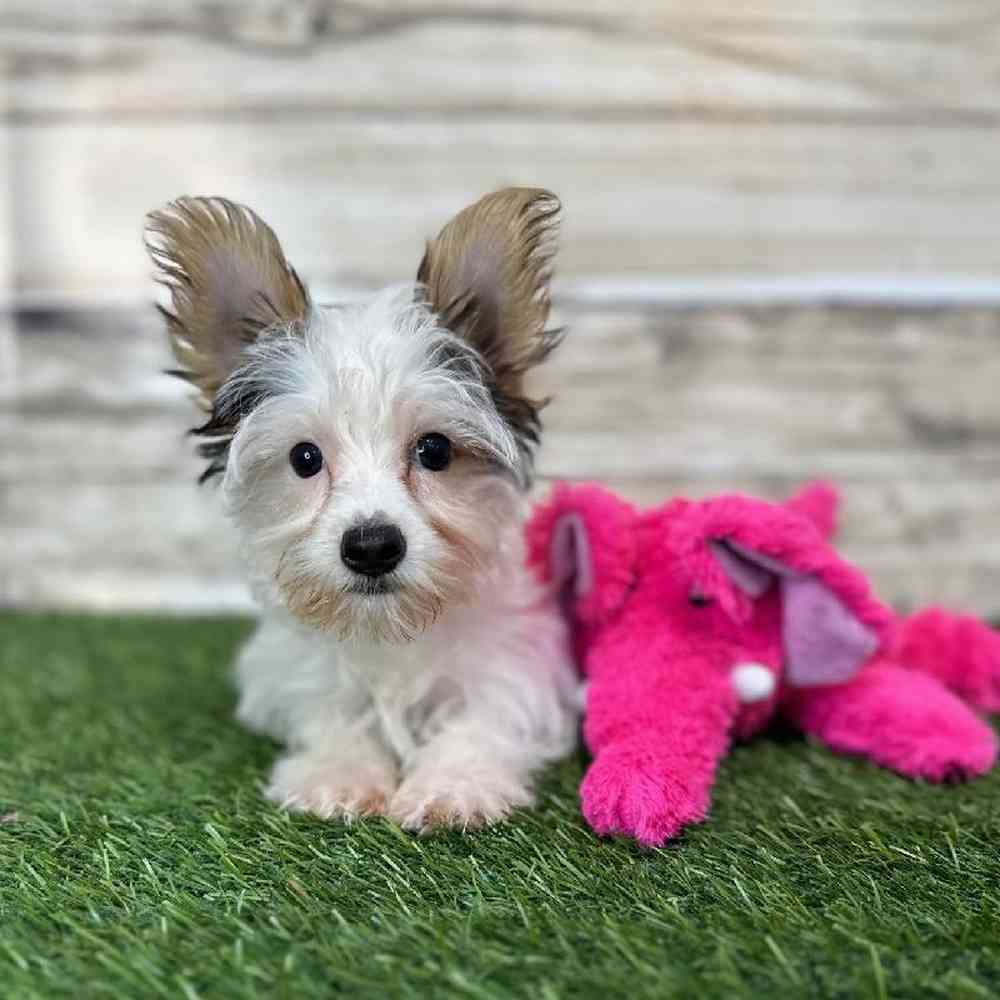 Female Yorkshire Terrier Puppy for Sale in Braintree, MA