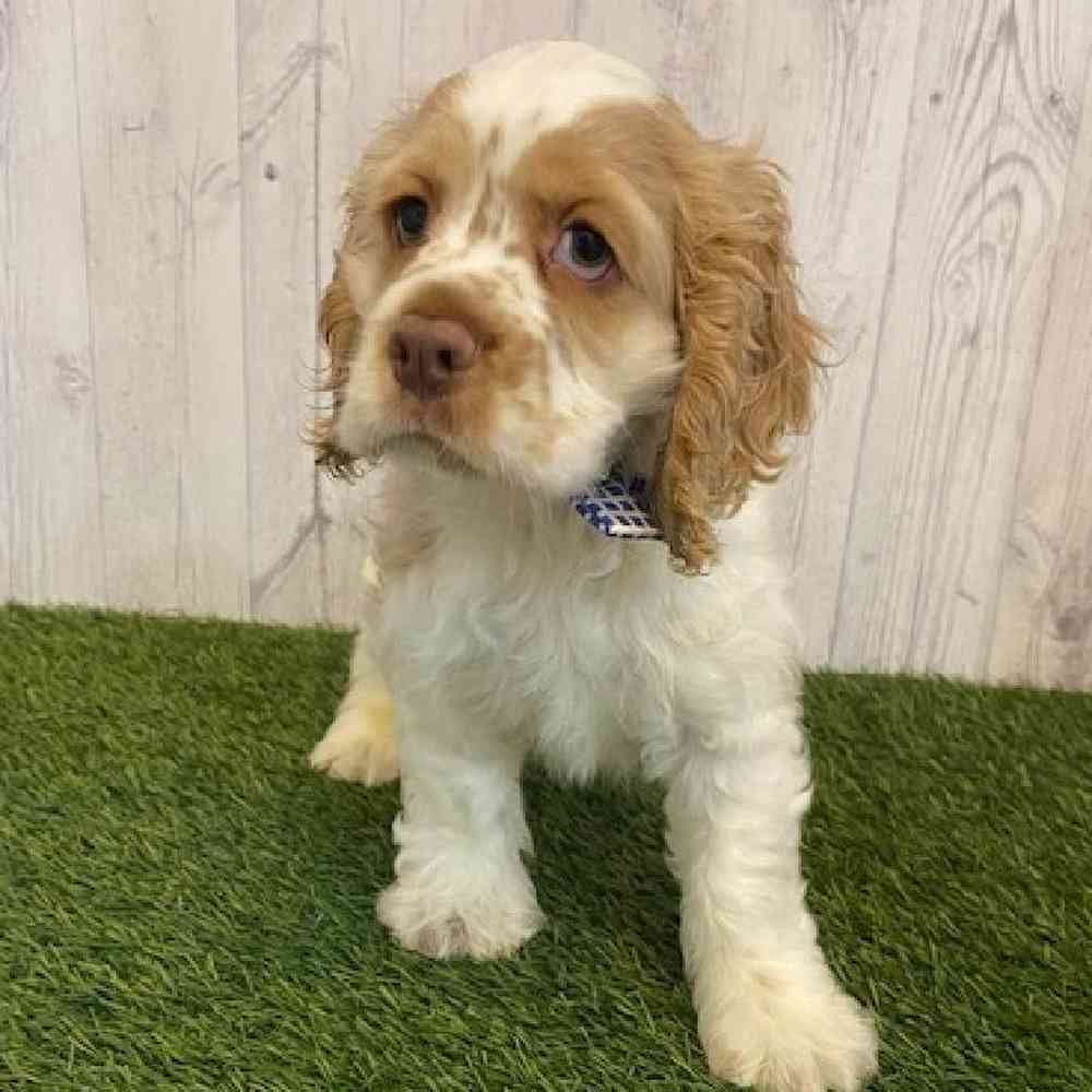Male Cocker Spaniel Puppy for sale