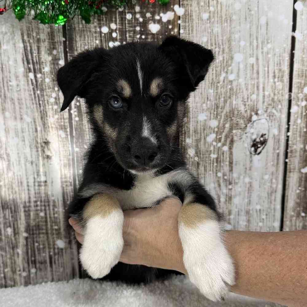 Male Australian Husky Puppy for Sale in Saugus, MA