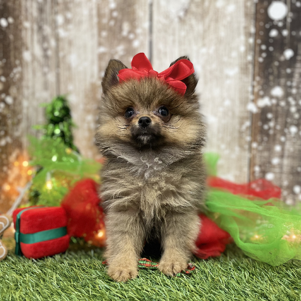Female Pomeranian Puppy for Sale in Braintree, MA