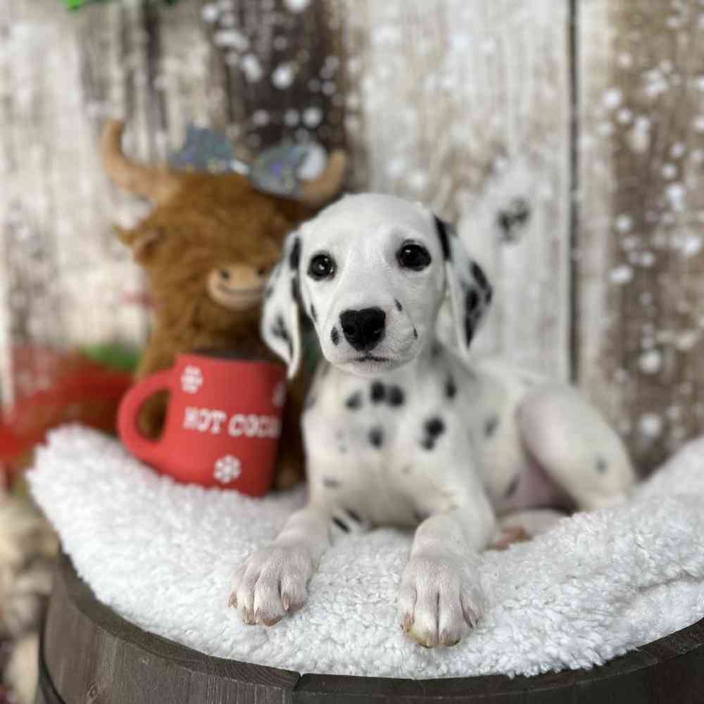 Female Dalmatian Puppy for Sale in Saugus, MA