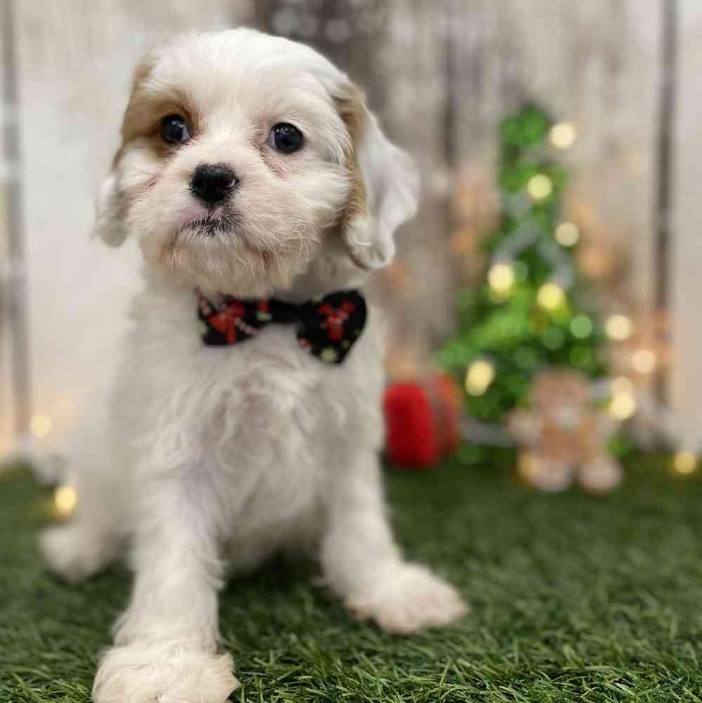 Male Cavachon 2nd Gen Puppy for Sale in Braintree, MA