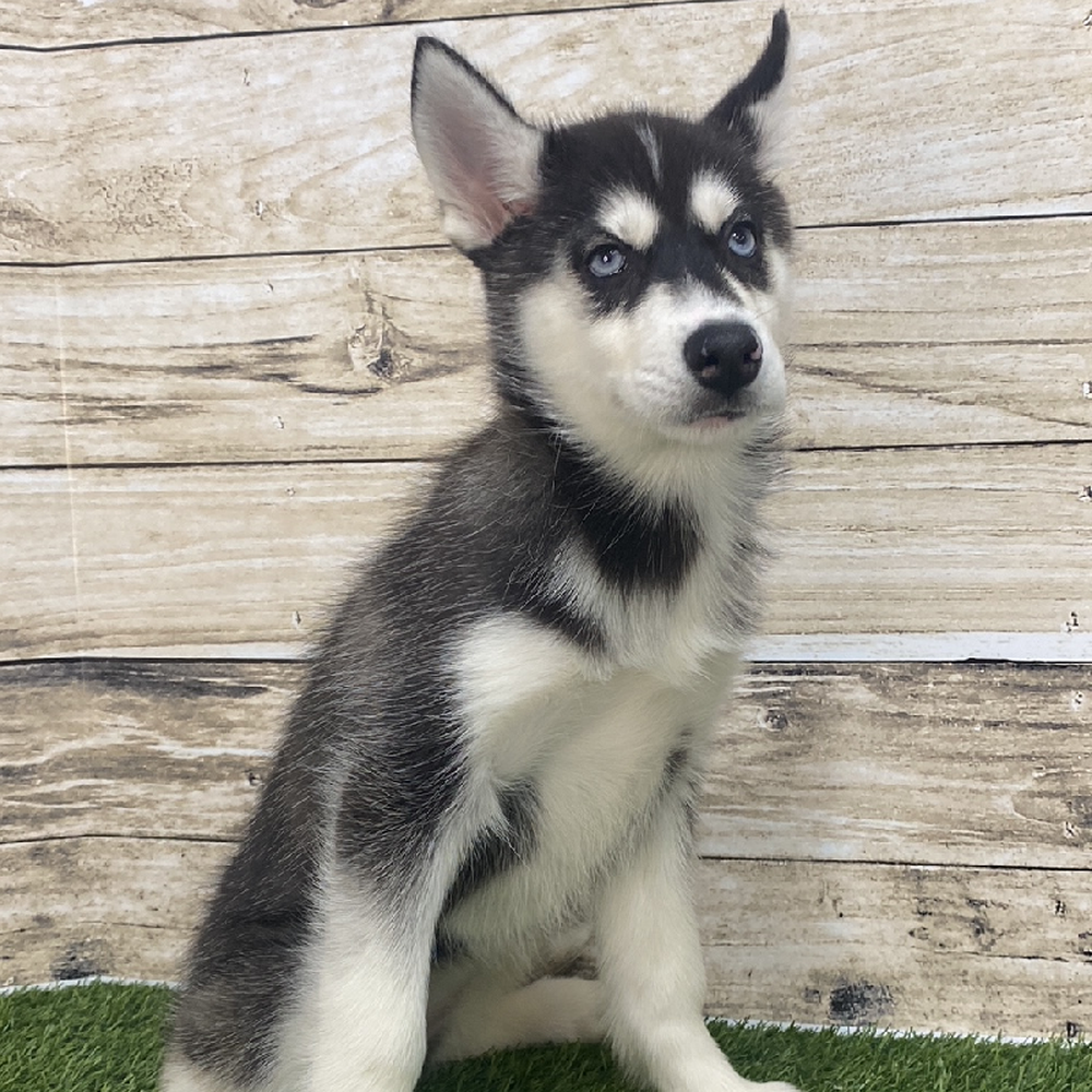 Female Huskimo Puppy for Sale in Saugus, MA